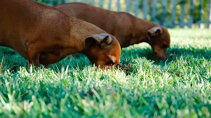 Phích Cắm Ba Chấu: An Toàn Điện Cho Mọi Nhà