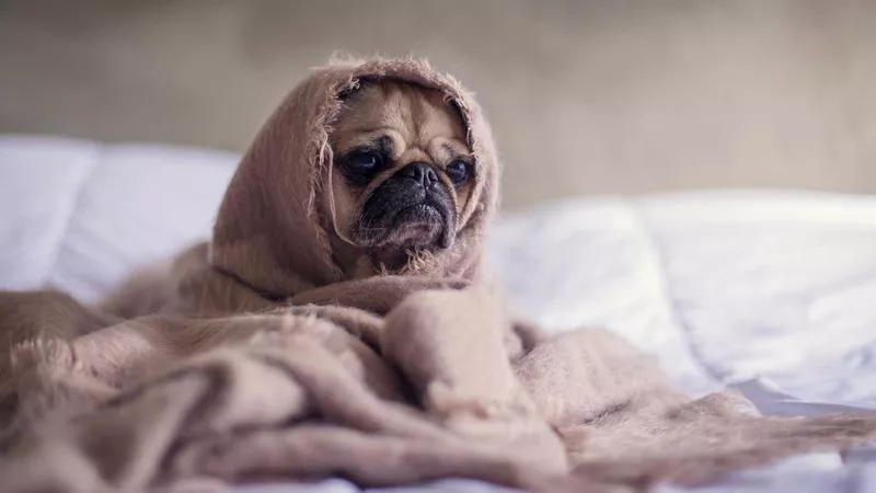 Trí Tuệ Nhân Tạo: AI Có Tư Duy Trừu Tượng?